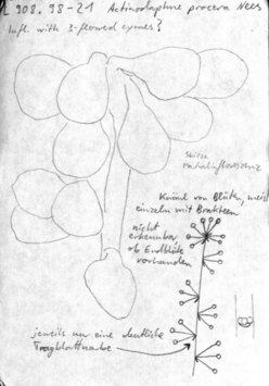 Vorschaubild Actinodaphne procera (Blume) Nees